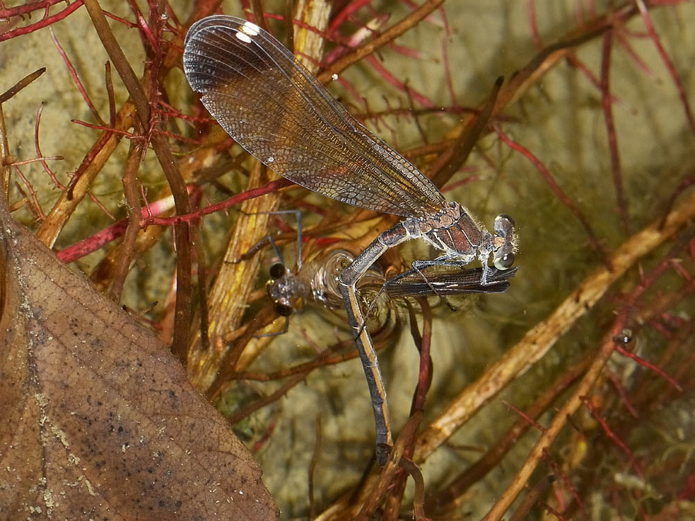 Calopteryx haemorrhoidalis? deposizione in apnea